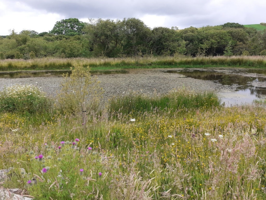 National Highways funding gives go-ahead to Cornish eco improvements